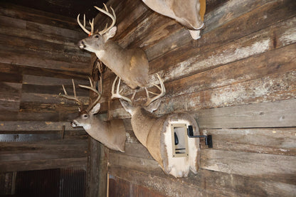 Taxidermy Holster and Holster Hinge Combo